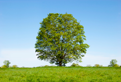 A single tree sits in a field on a beautiful spring morning.