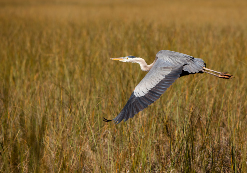 Flying Great Blue Heron (Ardea herodias) in Everglades National Park, Florida, Southern USA