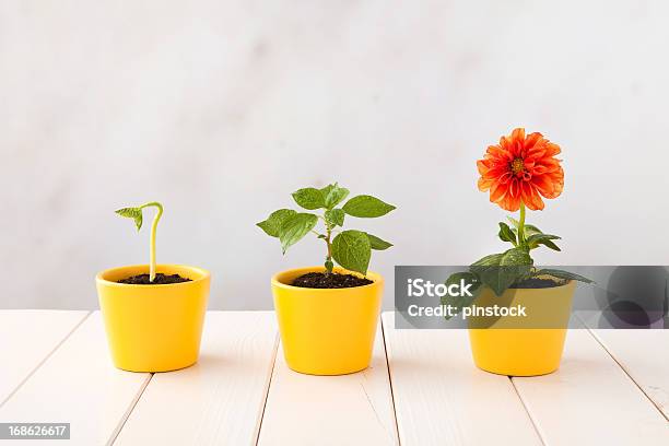 El Crecimiento Foto de stock y más banco de imágenes de Crecimiento - Crecimiento, Flor, Flora