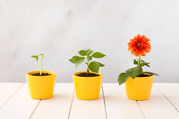 Three flower pots representing three stages of growth stock photo