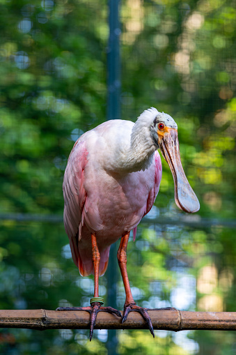 Portrait of Roseate Spoon Change. Beautiful wild bird on colorful background. in Dortmund Zoo