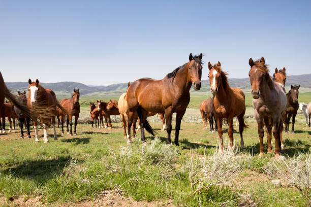 istock Horses in a Field 168626966