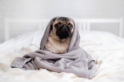 Cute wet pug dog sitting after shower in grey towel on bed, pets grooming and washing.