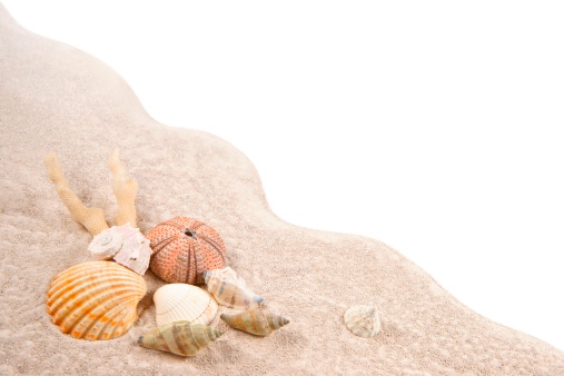 Shell, Coral and Dried Sea Urchins on the sand as background