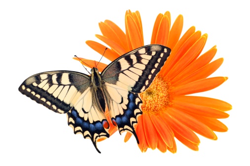 Old World Swallowtail (Papilio machaon) butterfly perched on an orange flower all on a white background