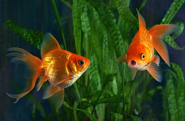 goldfisch, aquarium, ein fisch auf dem hintergrund des meeres-pflanzen - goldfish stock-fotos und bilder