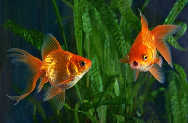 pesce rosso, acquario, un pesce su sfondo di piante acquatiche - goldfish foto e immagini stock