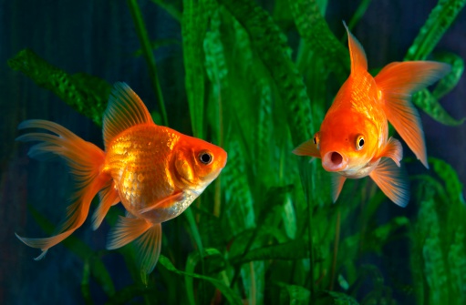 Goldfish are swimming in the aquarium.