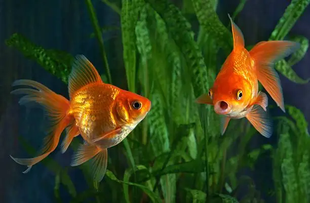 Goldfish, aquarium, a fish on the background of aquatic plants