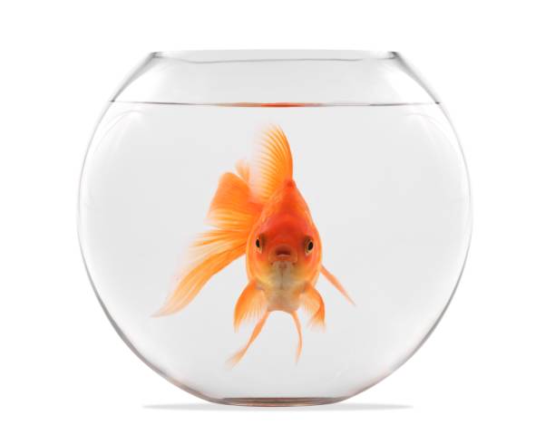 goldfish floating in glass sphere and on a white background - vissenkom fotos stockfoto's en -beelden