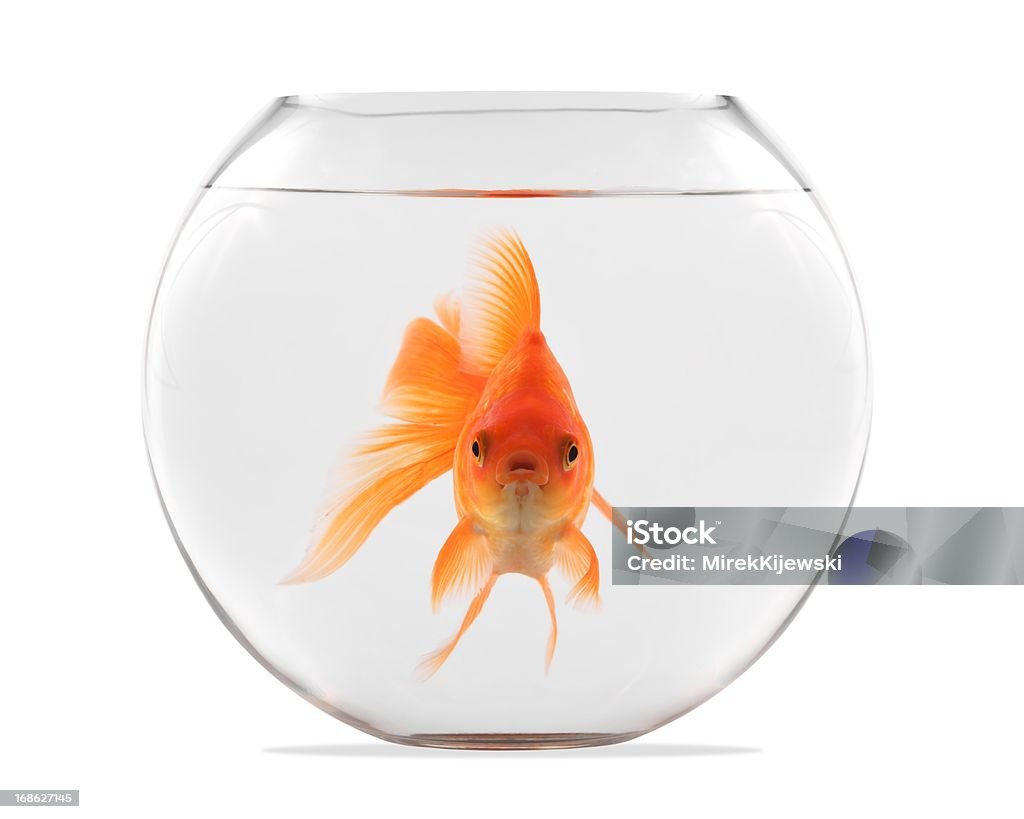 Goldfish floating in glass sphere and on a white background Goldfish Stock Photo