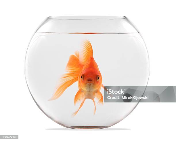 Goldfish Floating In Glass Sphere And On A White Background Stock Photo - Download Image Now