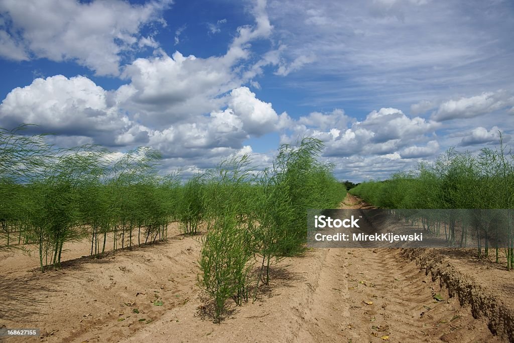 Fazenda de aspargos - Foto de stock de Aspargo royalty-free