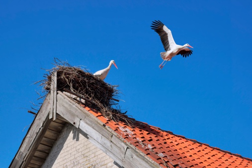 Stork in a nest on the roof of farm building