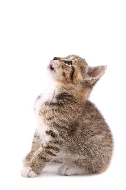 istock Side view of month-old tabby kitten sitting and looking up 168627172