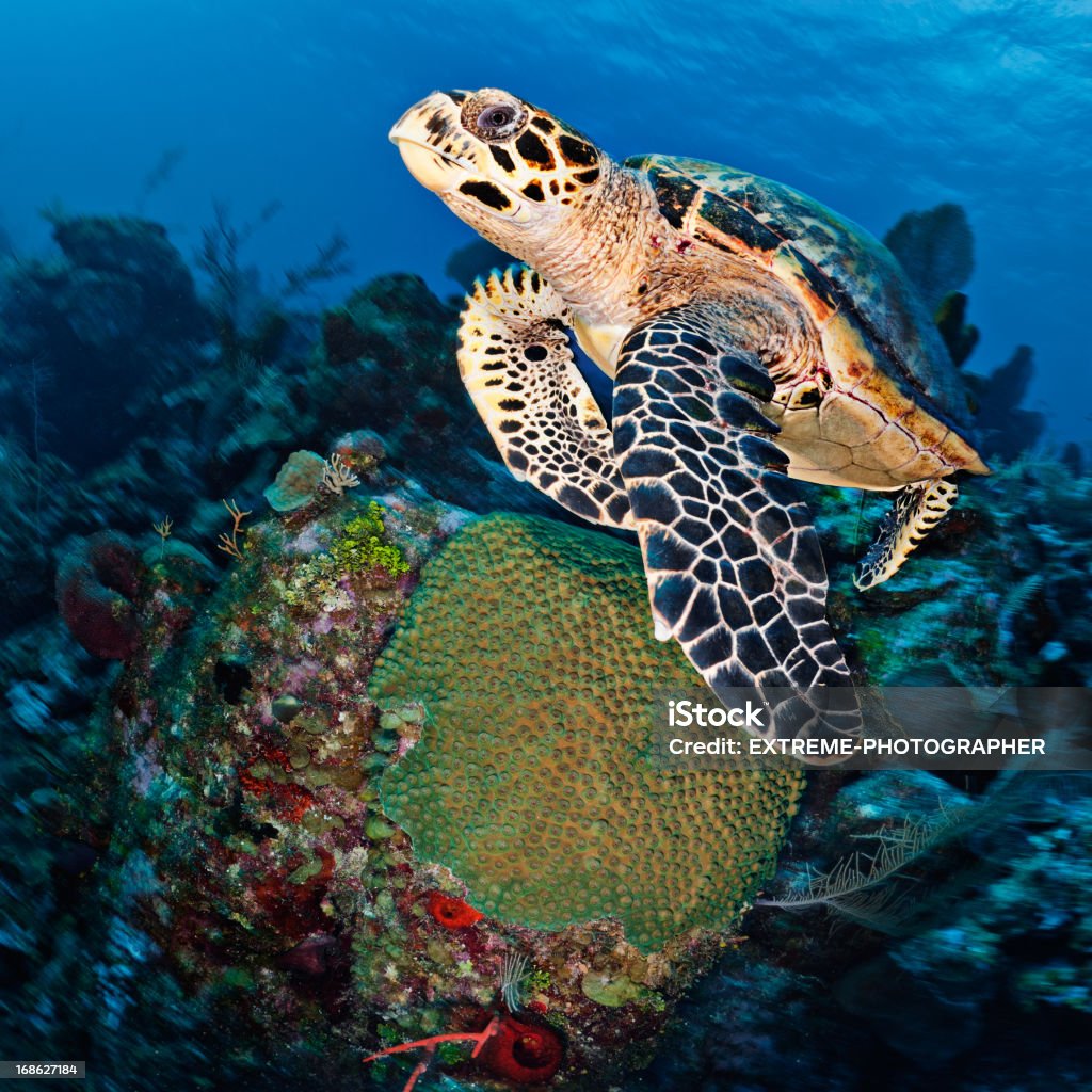 Tortuga de mar - Foto de stock de Agua libre de derechos