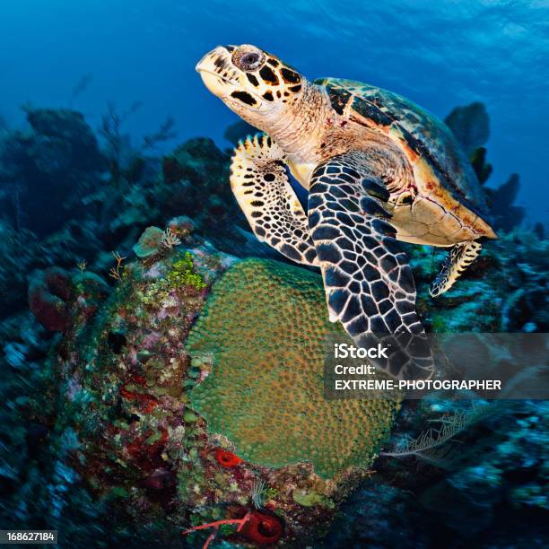 Tortuga De Mar Foto de stock y más banco de imágenes de Agua - Agua, Aire libre, Animal