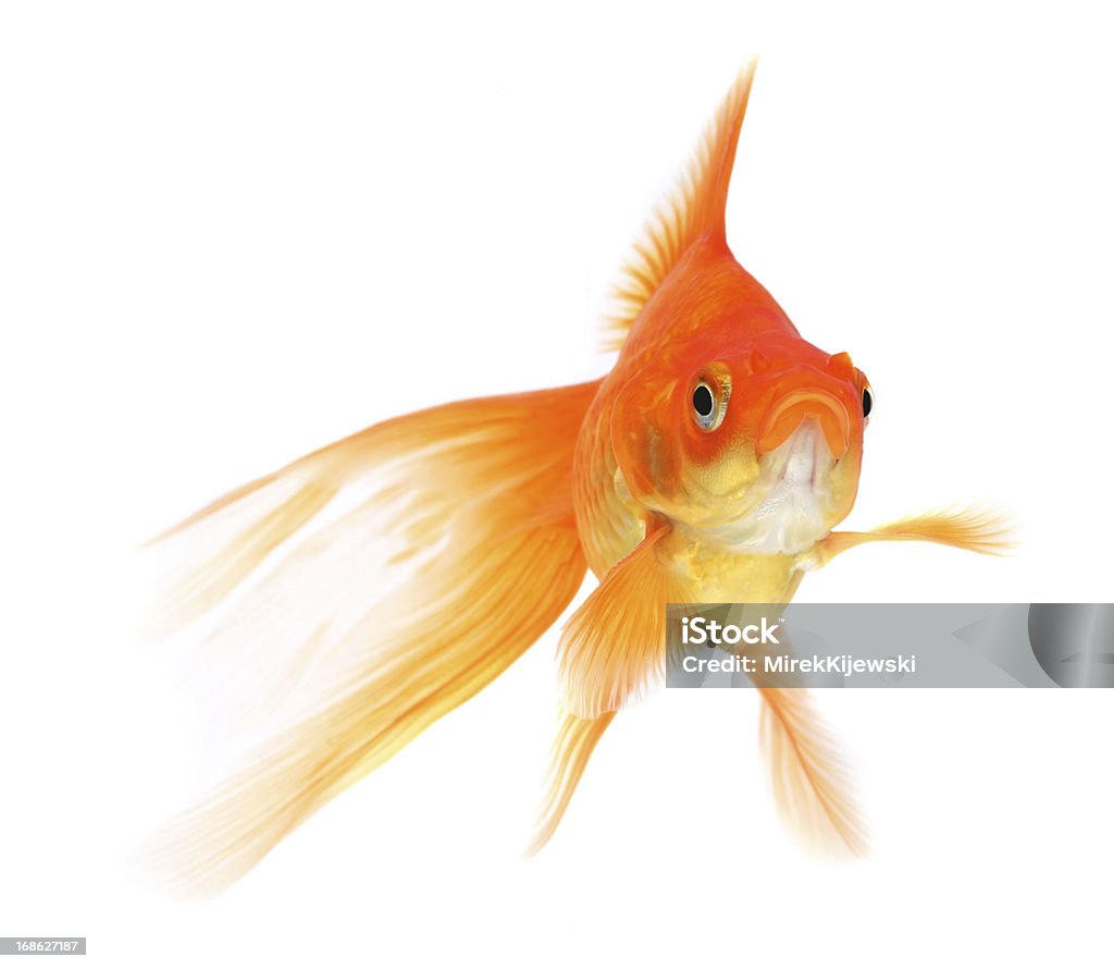 Goldfisch auf weißem Hintergrund - Lizenzfrei Aquarium - Haustierbedarf Stock-Foto