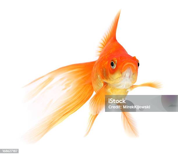 Goldfisch Auf Weißem Hintergrund Stockfoto und mehr Bilder von Aquarium - Haustierbedarf - Aquarium - Haustierbedarf, Fisch, Goldfisch