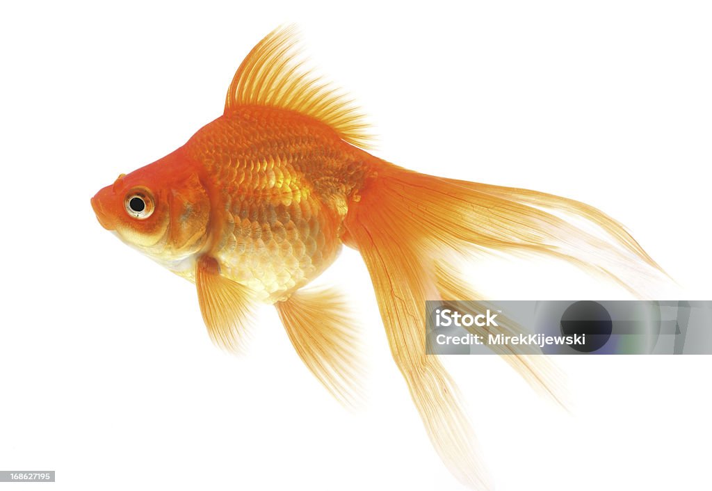 Goldfish on a white background Goldfish Stock Photo