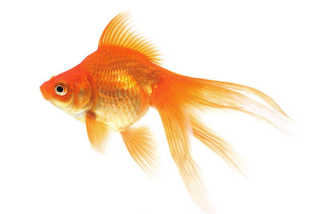 Goldfish on a white background Goldfish on a white background goldfish stock pictures, royalty-free photos & images