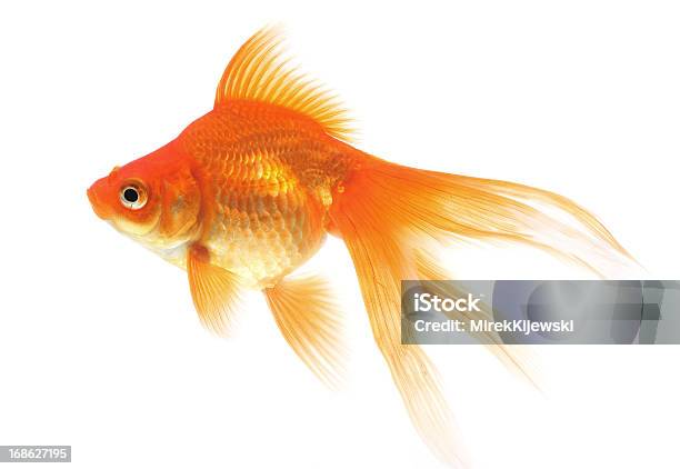 Goldfish On A White Background Stock Photo - Download Image Now - Goldfish, White Background, Fish