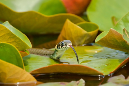 Grass Snake (Natrix natrix) hunting on the leaves of Water Lilies