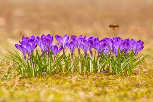 Honeybee (Apis mellifera), bee flying over the crocuses in the spring on a meadow