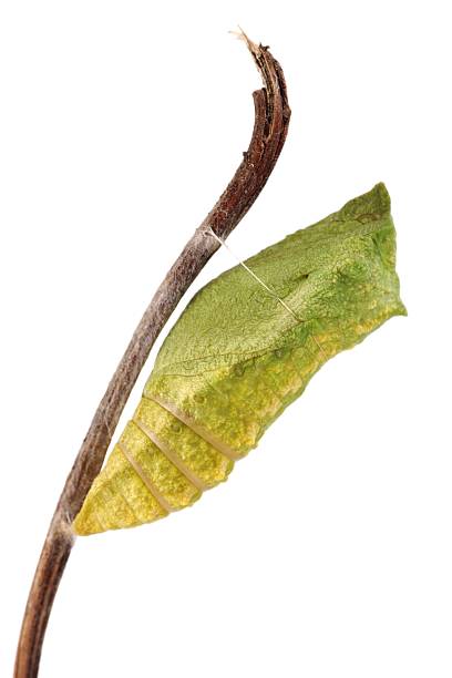 Old World Swallowtail (Papilio machaon) butterfly, chrysalis attached to a stick