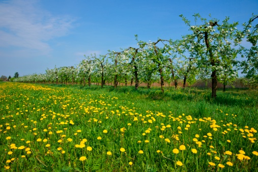 Orchard, blooming apple trees and a meadow with dandelions, spring