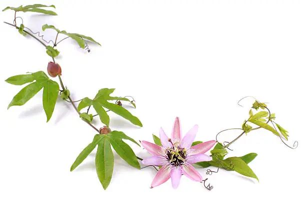 Passion Flower (Passiflora L.) on a white background