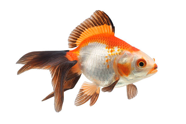 goldfisch auf weißem hintergrund - goldfish stock-fotos und bilder