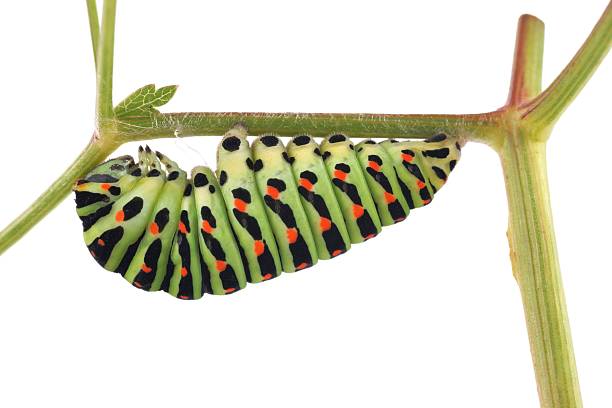 산호랑나비 (papilio machaon) 나비, 쐐기벌레 - butterfly swallowtail butterfly caterpillar black 뉴스 사진 이미지