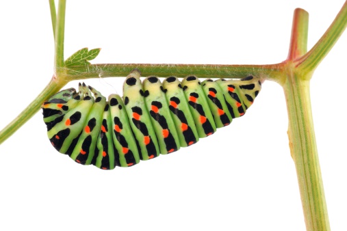 The large birch sawfly, or birch leafgnawer (Lat. Cimbex femoratus). The larva is very similar to a butterfly caterpillar (false caterpillar). It feeds exclusively on birch leaves.