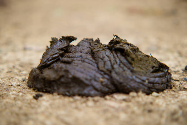 close up of cow dung close up of cow dung which can be used as manure cow dung stock pictures, royalty-free photos & images