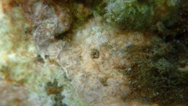 istock Brown boring sponge (Cliona schmidtii) undersea, Aegean Sea 1686282741