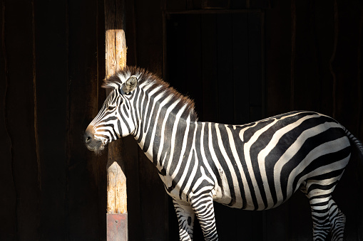 Adult zebra with dark background, front view.