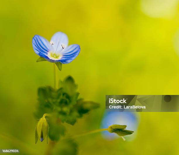 Foto de Veronica Montana e mais fotos de stock de Azul - Azul, Beleza natural - Natureza, Botão - Estágio de flora