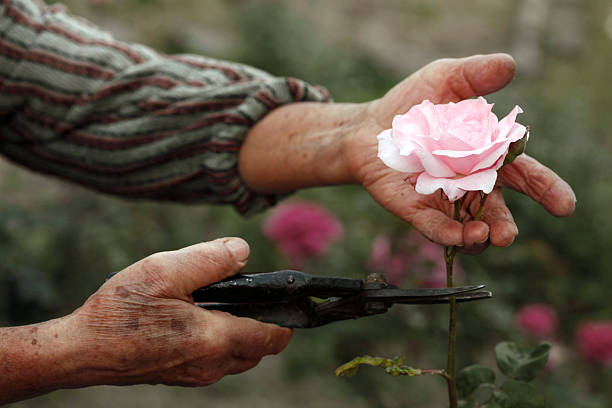 senior mani - planting tree human hand women foto e immagini stock