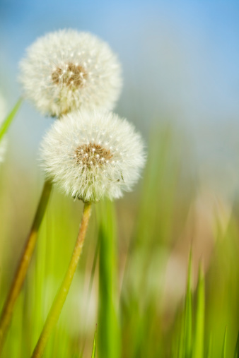 White dry Dandelion flowers on pastel blue background closeup macro shot with copy space