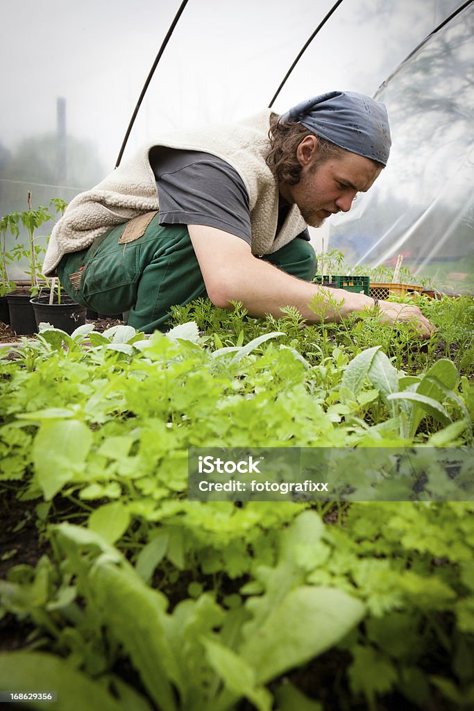 Органическое земледелие: Молодой Фермер работает в помидор растений в теплице - Стоковые фото Активный образ жизни роялти-фри