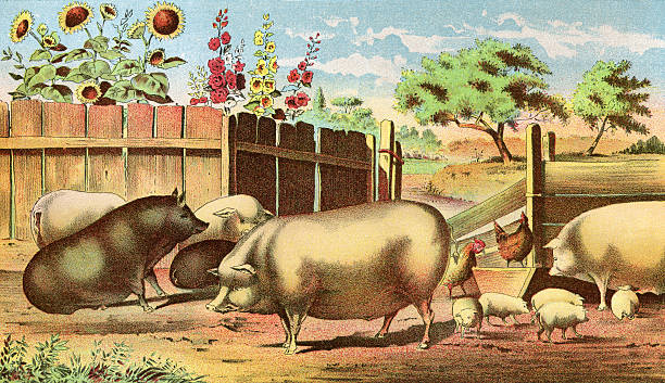 Chromo lithograph entitled 'Swine' by Woodward & Turban Swine, a chromo lithograph by Woodward & Teirnan, St Louis. In Cyclopedia of Live Stock 1882. woodward stock illustrations