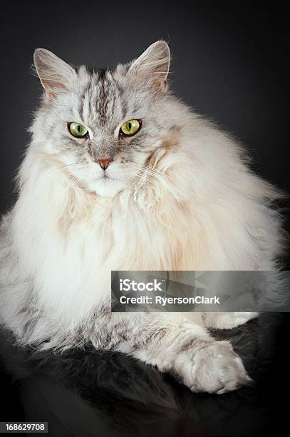 메인쿤캣 인물 사진 메인쿤캣에 대한 스톡 사진 및 기타 이미지 - 메인쿤캣, 검정색 배경, 애완고양이