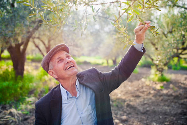 A mediterranean senior agriculturist holding a tree branch stock photo