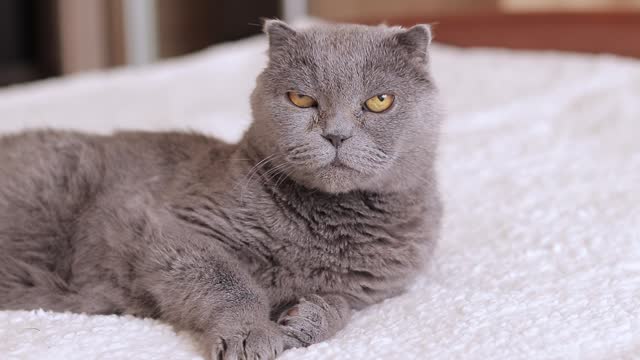 A beautiful gray cat is resting on the bed. British cat close-up
