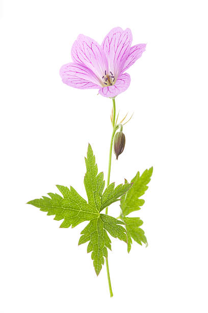Geranio silvano fiore rosa (Geranium). - foto stock