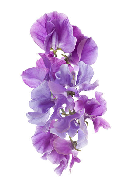 Sweet pea (Lathyrus odoratus) - foto de stock