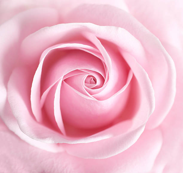 Cтоковое фото Розовый цветок