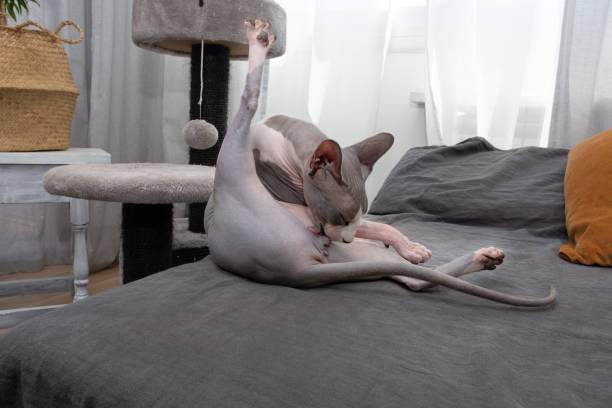 Funny sphynx cat grooming and licking its body. home interior.