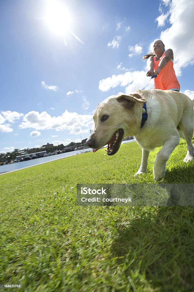 Ragazza a piedi un cane nel parco - Foto stock royalty-free di Ragazze adolescenti